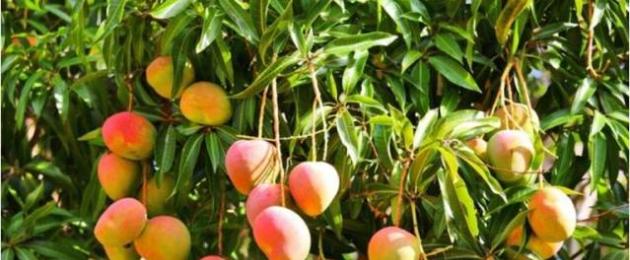 Фотографии манго. Все о манго — описание фрукта