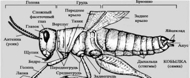 Определить насекомое по внешнему виду. Книга: Определитель насекомых по личинкам