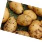 История возникновения картошки