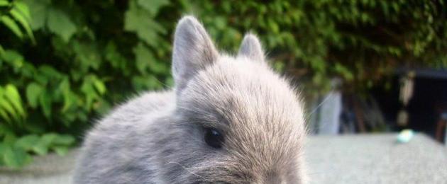 Повадки декоративных кроликах и что они едят. Зачем кролиководу нужны знания о диких кроликах? Шлепание на пол