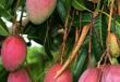 Фрукт манго, состав, калорийность, полезные свойства