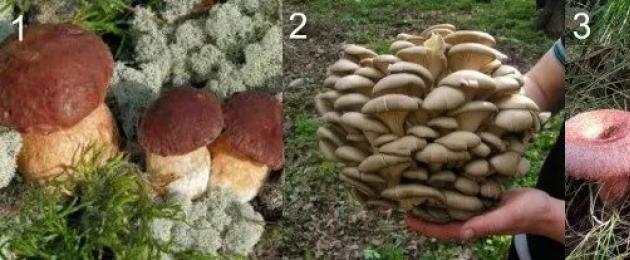 Какие грибы собирают в сосновом лесу. Какие грибы растут в хвойном лесу